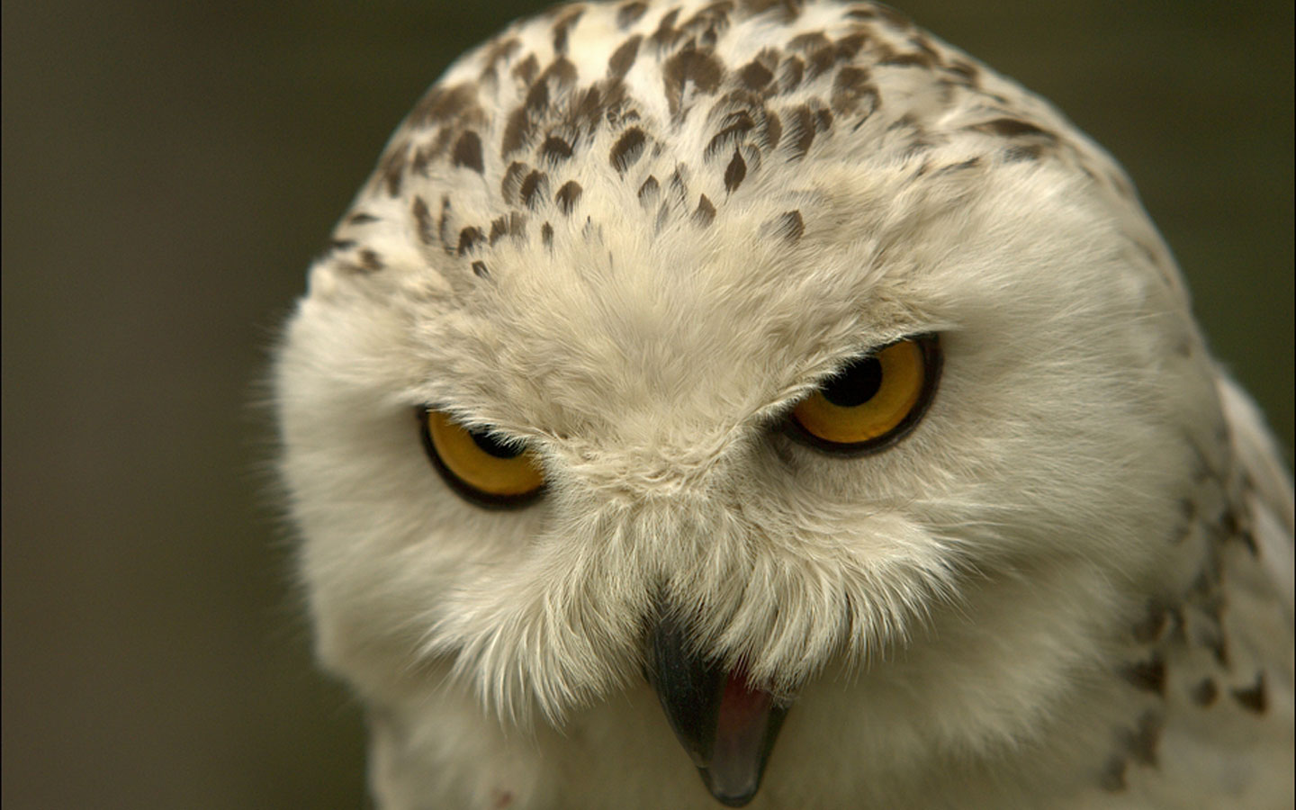 White Owl, Bird, Polar Owl Wallpaper - Angry White Owl - HD Wallpaper 