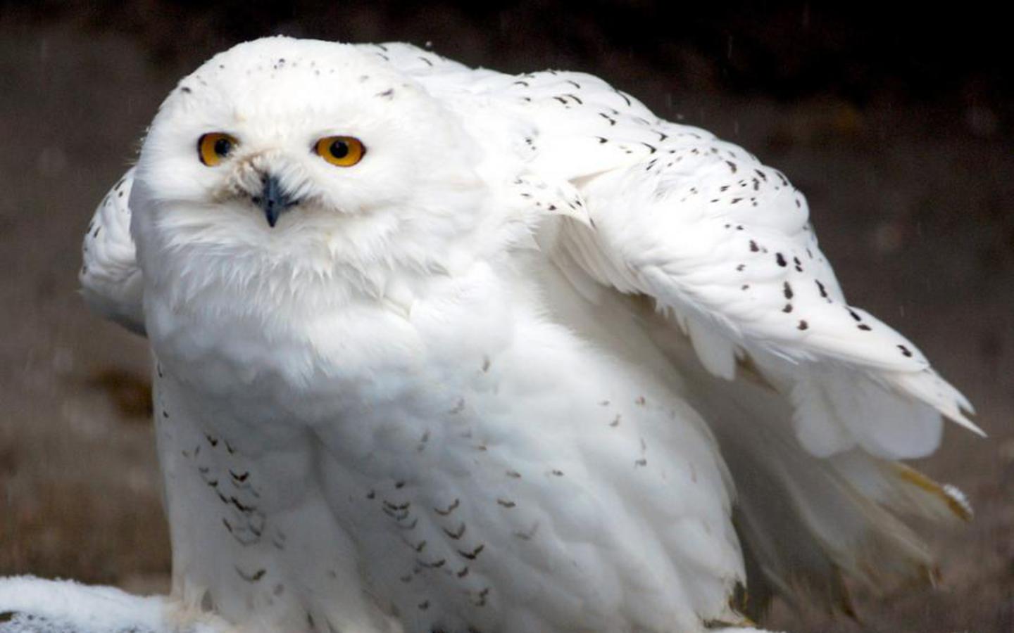 Snowyowl Wallpaper - Owl - HD Wallpaper 