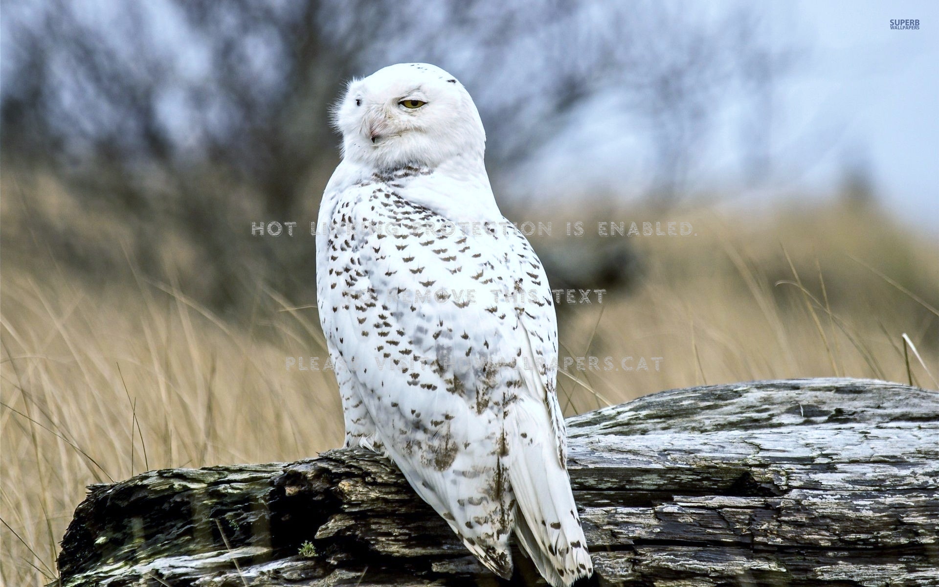 Snowy Owl Artic White Cold Animals Birds - Snowy Owl - HD Wallpaper 