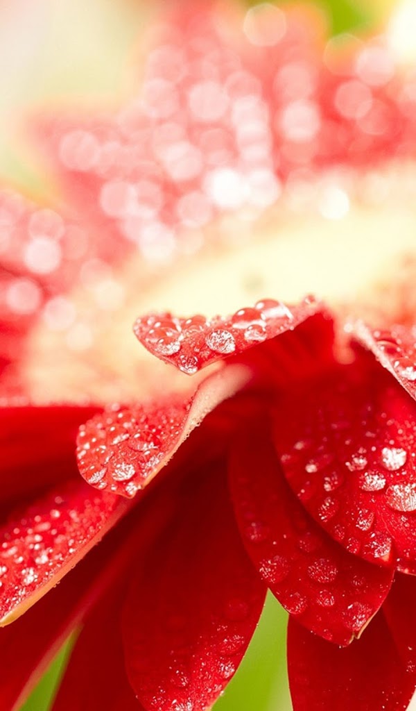 Bright Red Flower With Water Drops Galaxy Note Hd Wallpaper - Bright Red Sunday - HD Wallpaper 