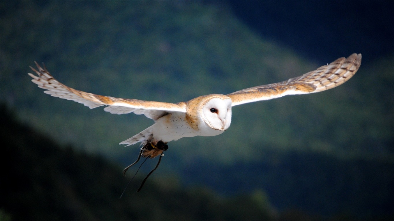White Owl Flying-animal Hd Wallpaper2014 - Owl Flying - HD Wallpaper 