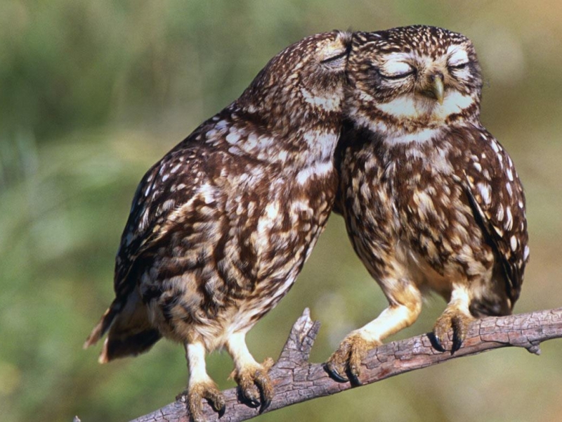 Little Owls - HD Wallpaper 