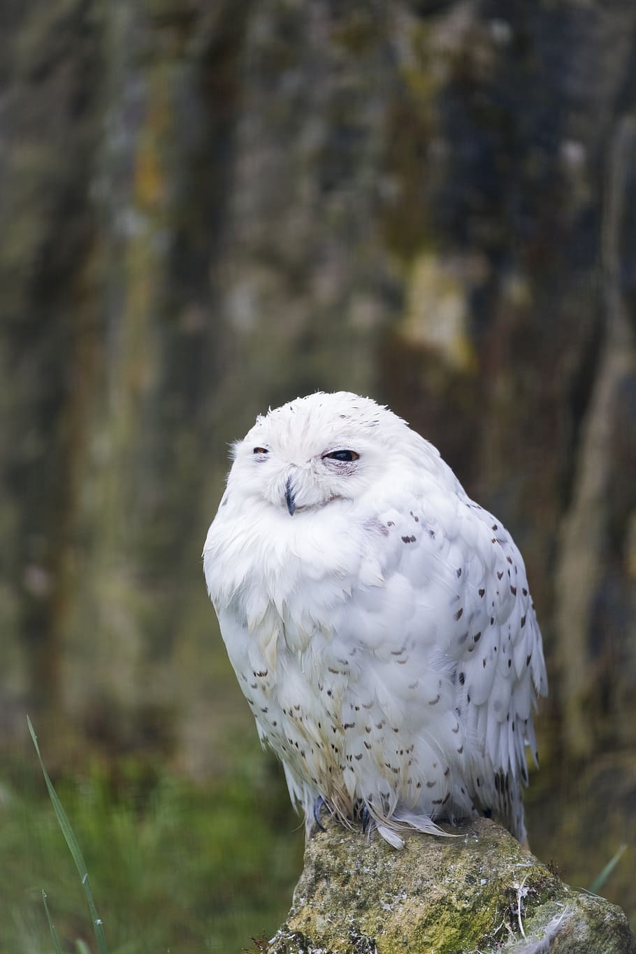 Owl, Snowy Owl, Snow Owl, Eagle Owl, Rest, Sleep, Bird, - Gufo Reale Delle Nevi - HD Wallpaper 