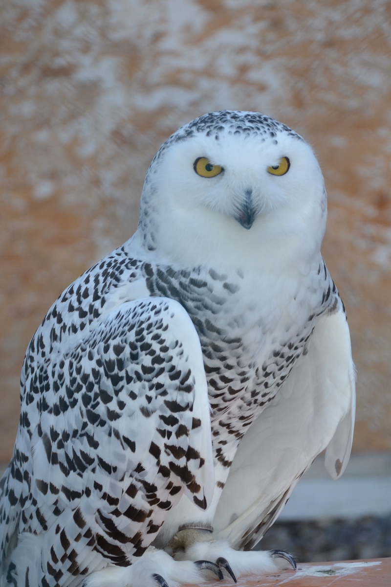 Wallpaper Snowy Owl, Bird, Predator - Hibou Harfang Des Neiges - HD Wallpaper 