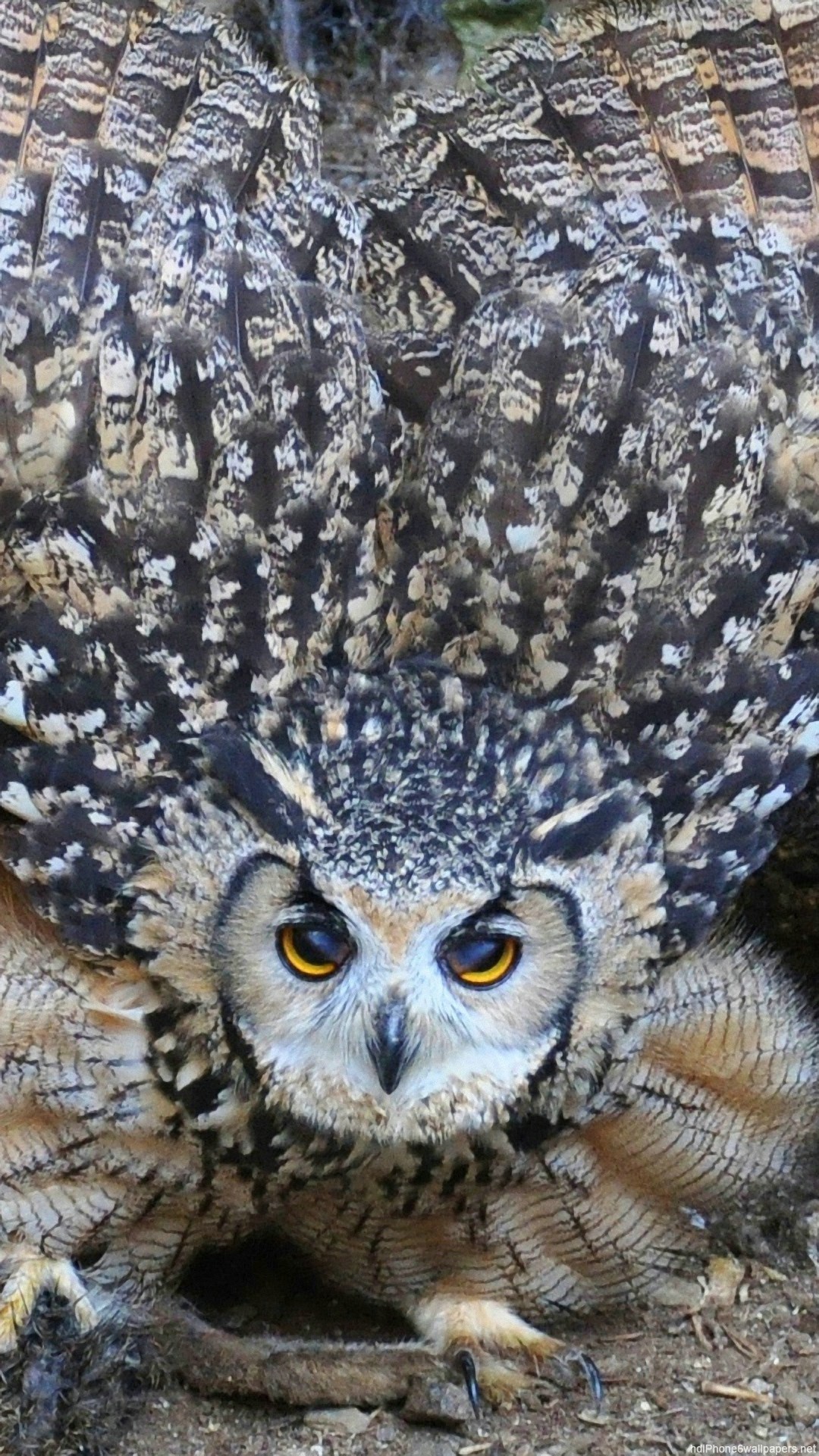 Owl Iphone 6 Wallpapers Hd - Iphone 6 Wallpaper Hd Animal - HD Wallpaper 