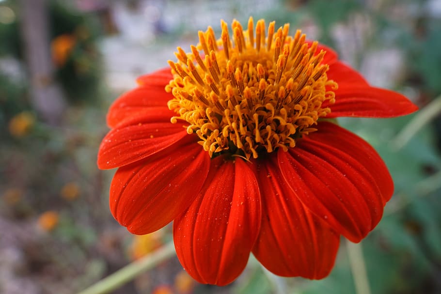 Garden Dahlia, Bright, Red, Orange, Flower, Flora, - Daisy Family - HD Wallpaper 