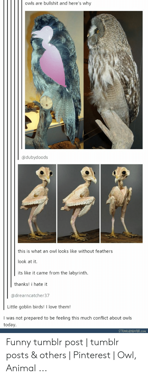 Funny, Love, And Tumblr - Owls Look Like Without Feathers - HD Wallpaper 