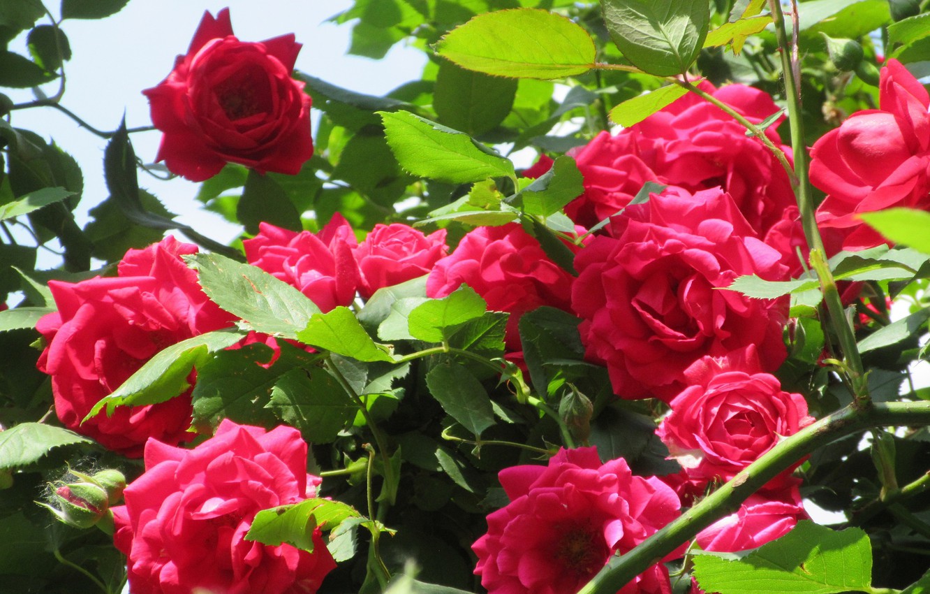 Photo Wallpaper Flowers, Bush, Bright, Red, Roses, - Garden Roses - HD Wallpaper 