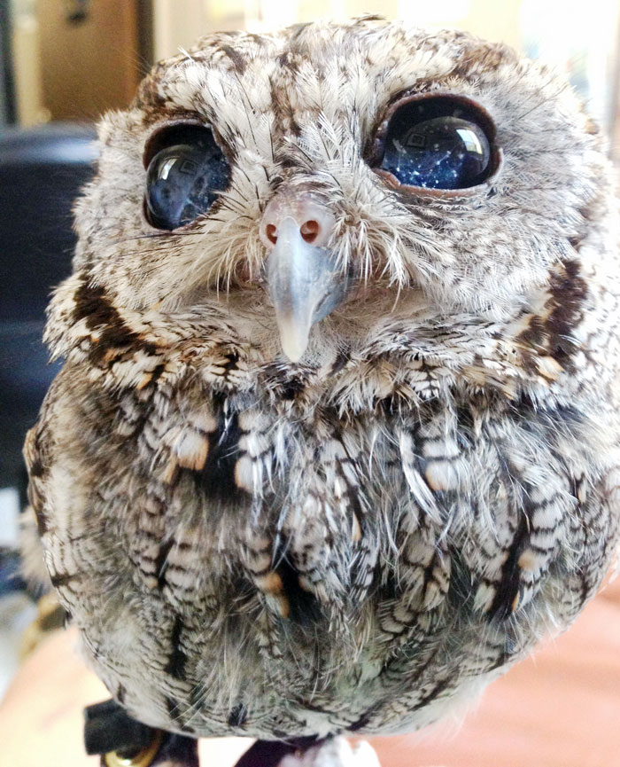Rescued Blind Owl Zeus - Zeus Owl - HD Wallpaper 