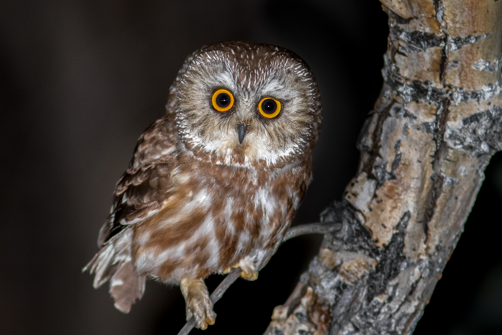 Boreal Owl Hq Desktop Wallpaper - Northern Saw Whet Owl Back - HD Wallpaper 