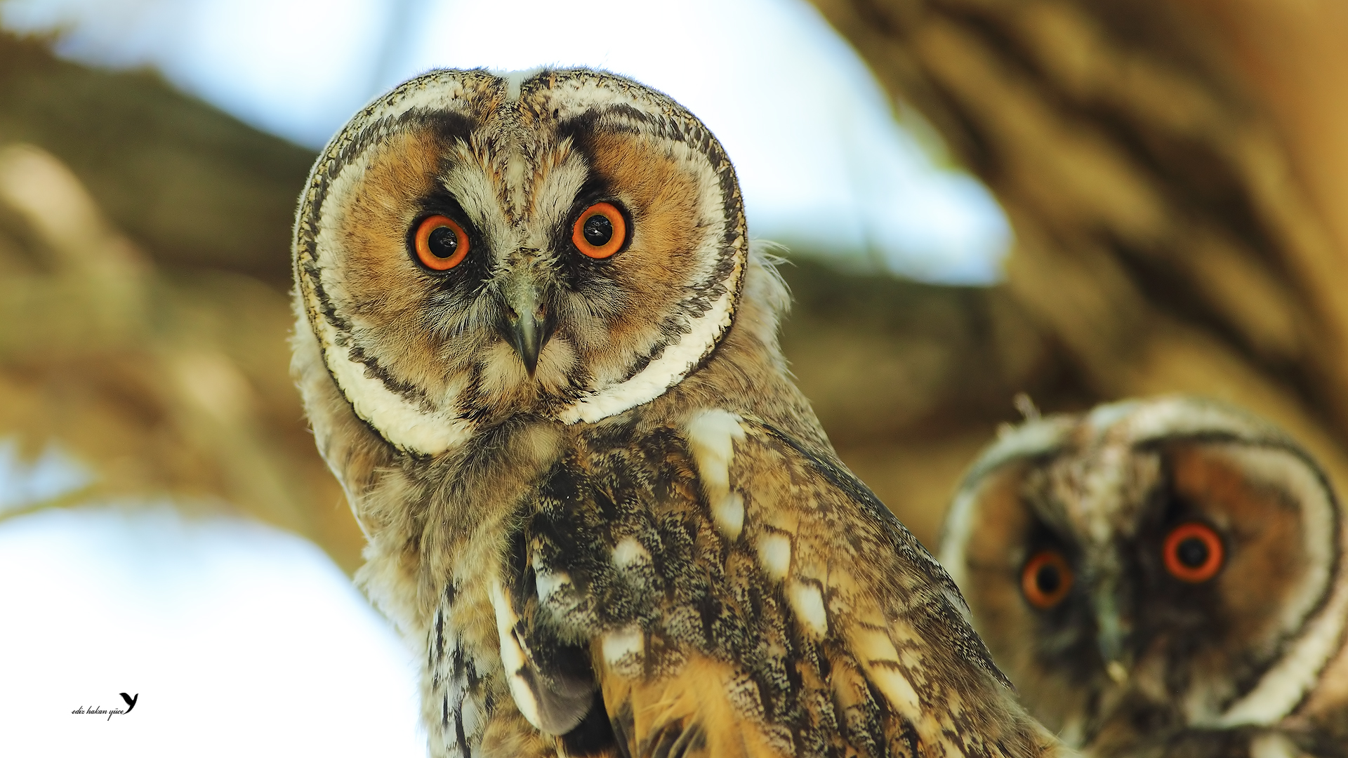 Screech Owl - HD Wallpaper 