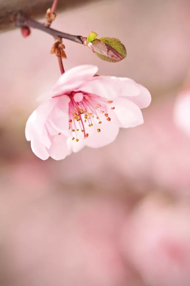 Peach Blossom Iphone 4s Wallpaper - Peach Blossom Wallpaper Hd - HD Wallpaper 