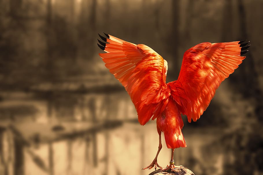 Nature, Red Ibis, Scarlet Ibis, Long Beak, Bill, Bird, - Scarlet Ibis - HD Wallpaper 
