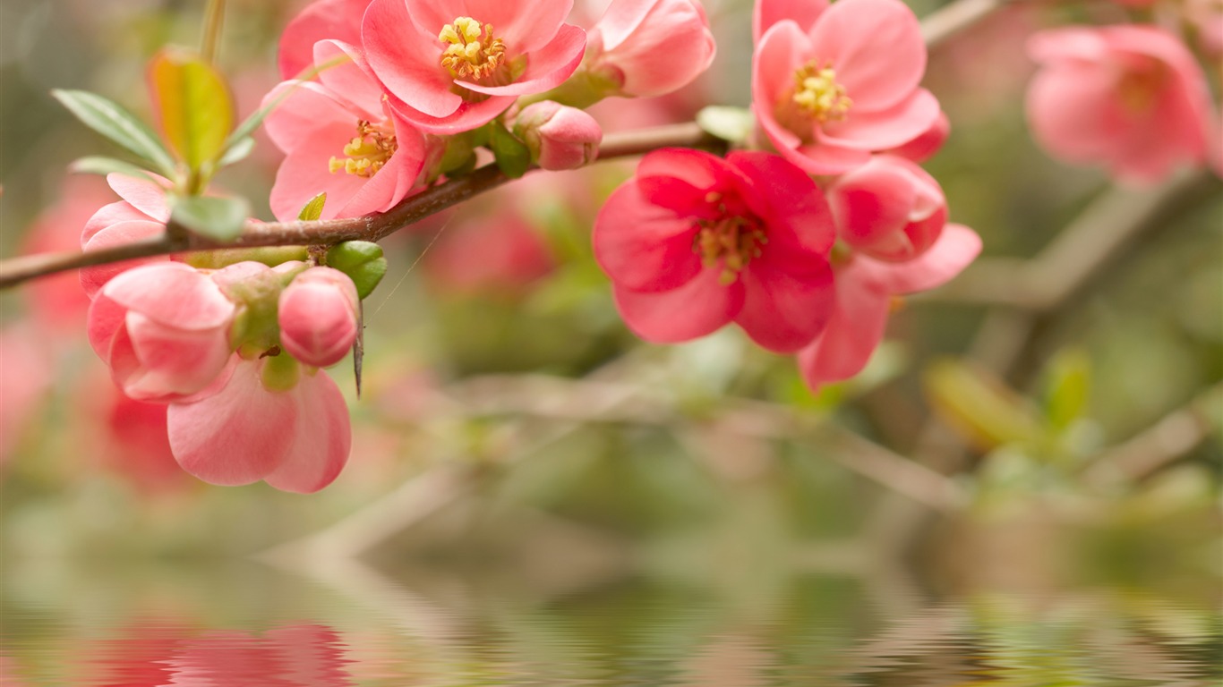 Pink Peach-september Flowers Wallpaper2011 - Osho On Love Your Work - HD Wallpaper 