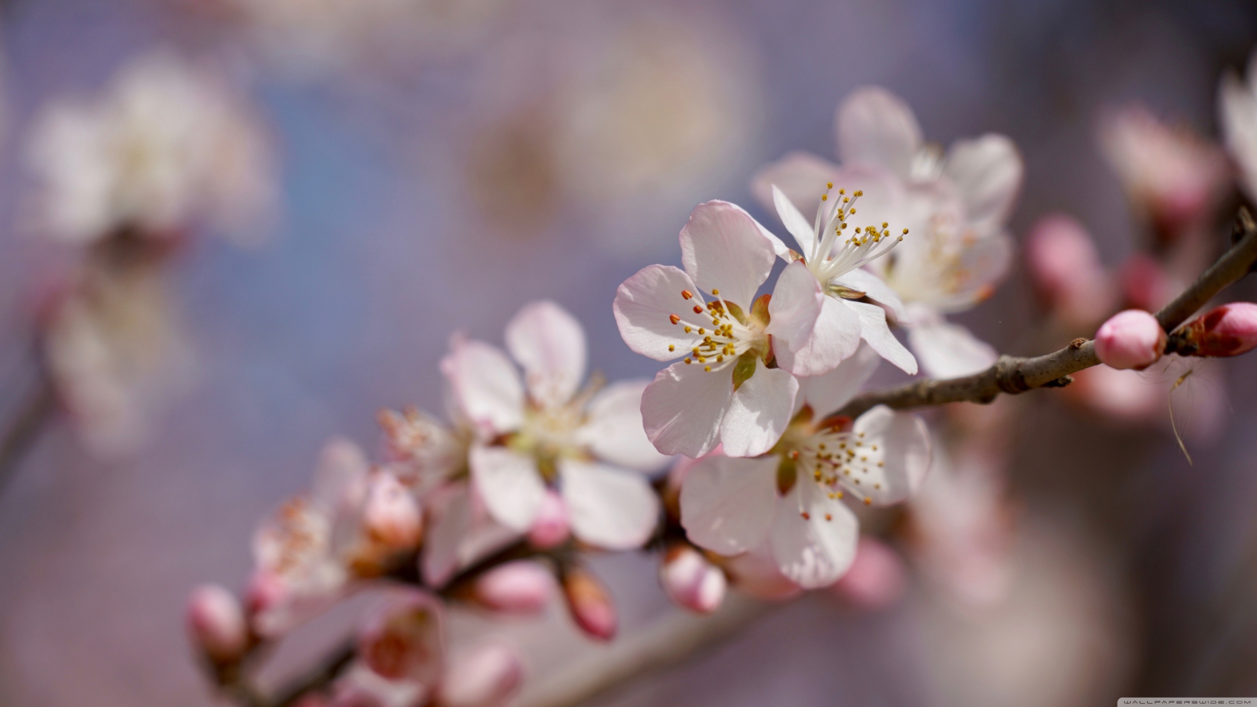 Peach Blossom Flowers - High Resolution Peach Blossom - HD Wallpaper 