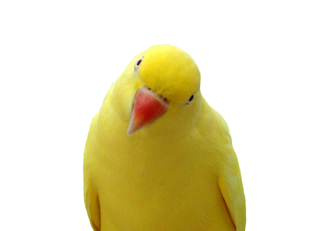 Yellow Parrot Png Images, Free Download - Yellow Parrot Orange Beak - HD Wallpaper 