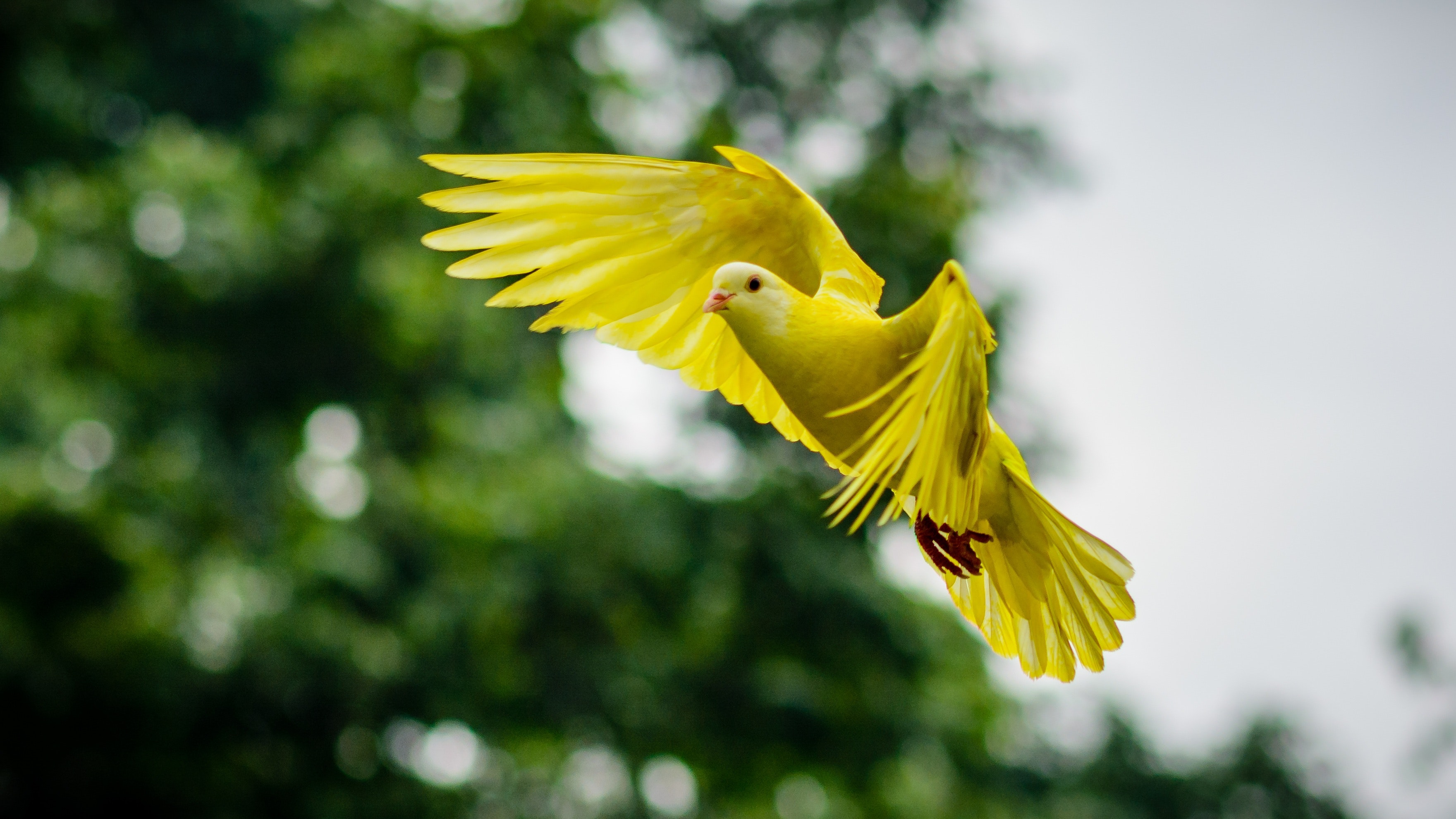 Love Good Morning Birds - HD Wallpaper 