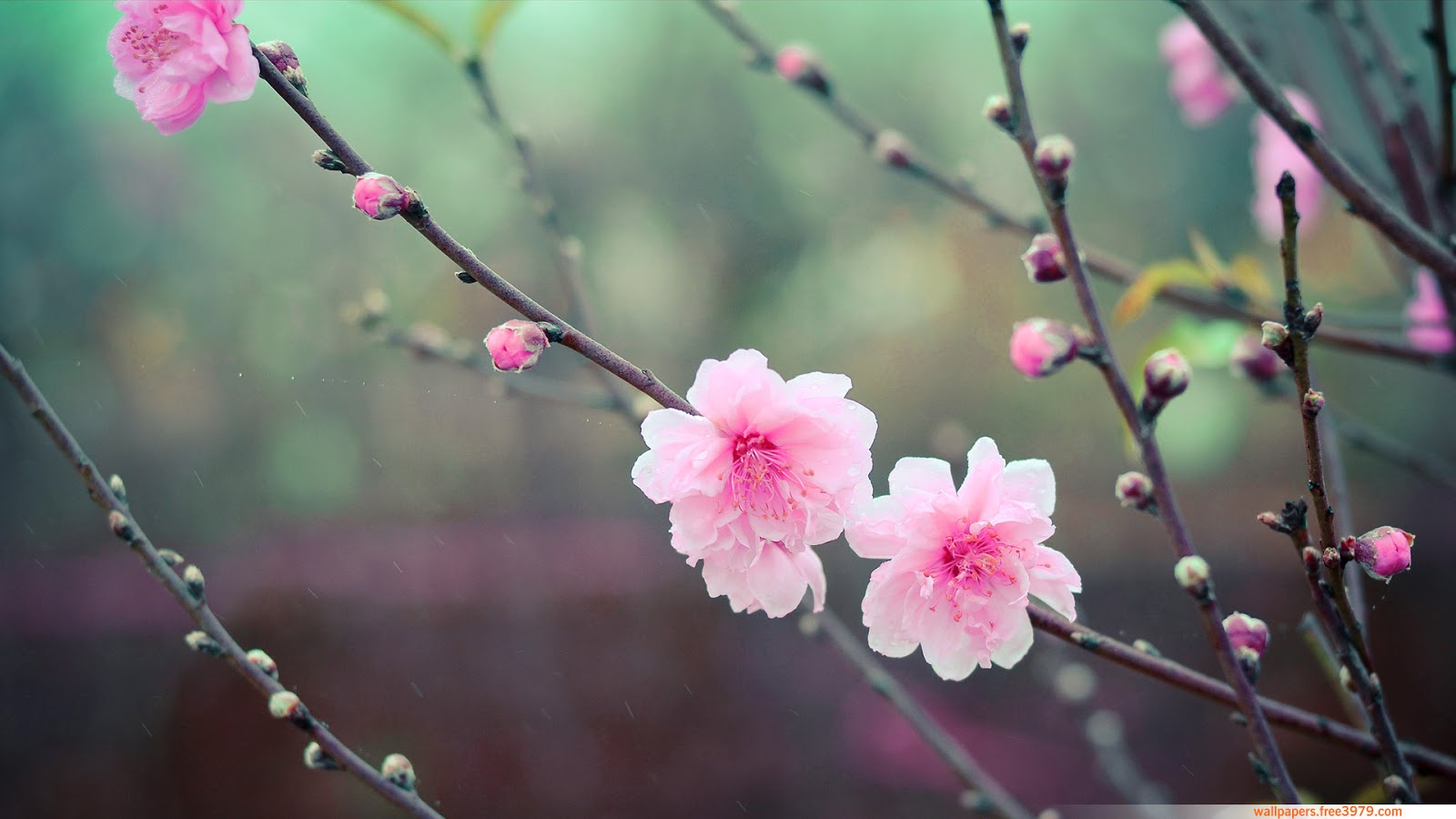 Cherry Blossom Flower - Flower Wallpaper Cherry Blossom - HD Wallpaper 