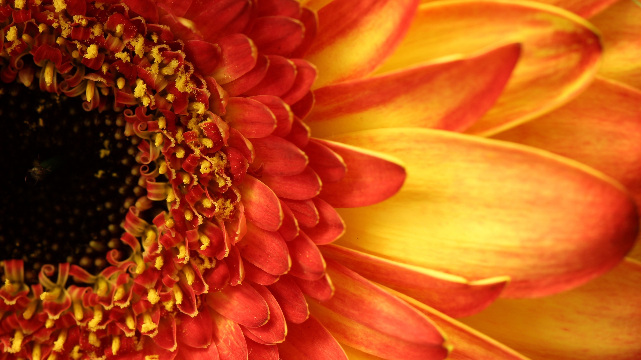 Wallpaper Gerbera, Flower, Petals, Closeup, Peach - Wallpaper - HD Wallpaper 