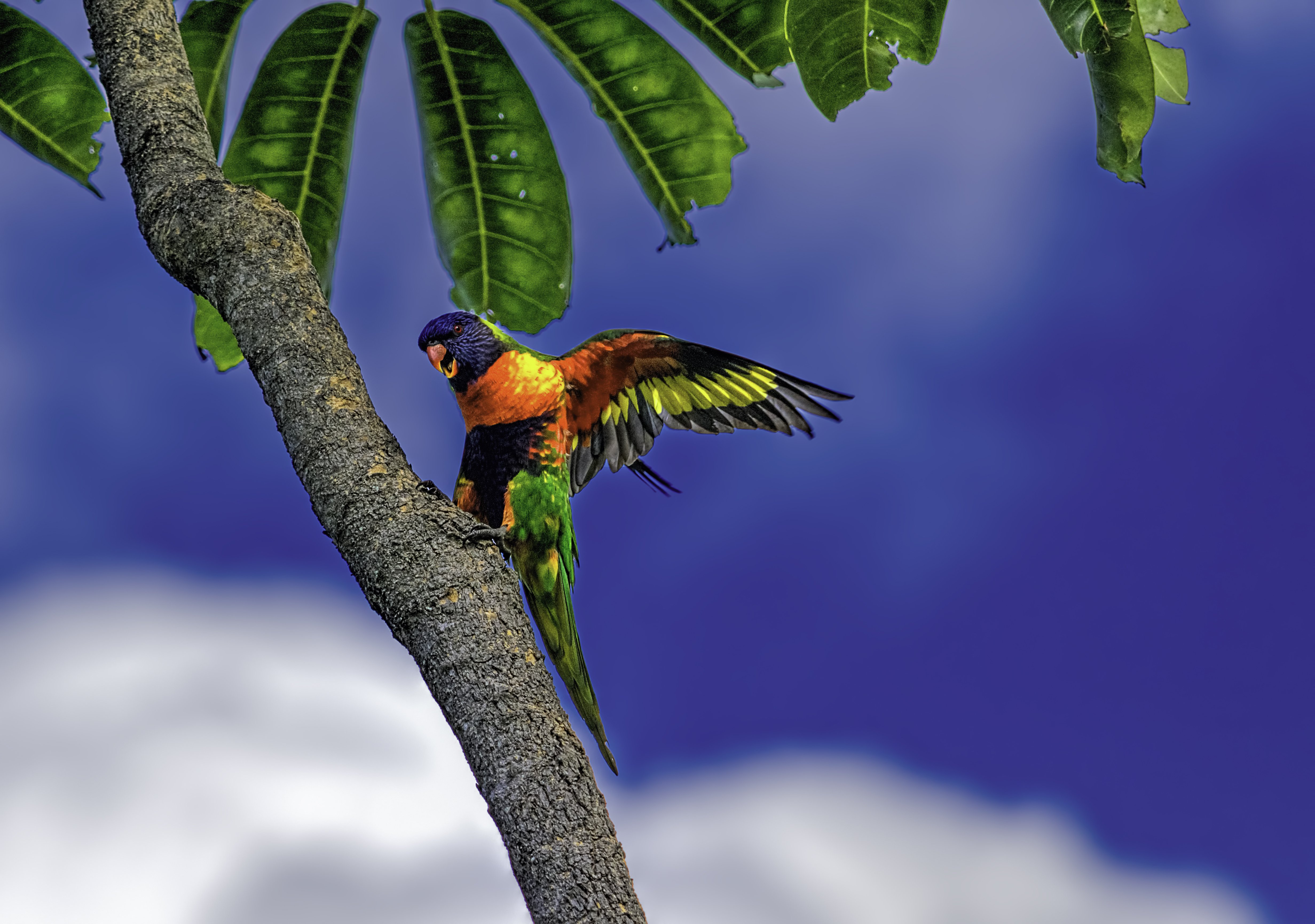 Parrots - HD Wallpaper 