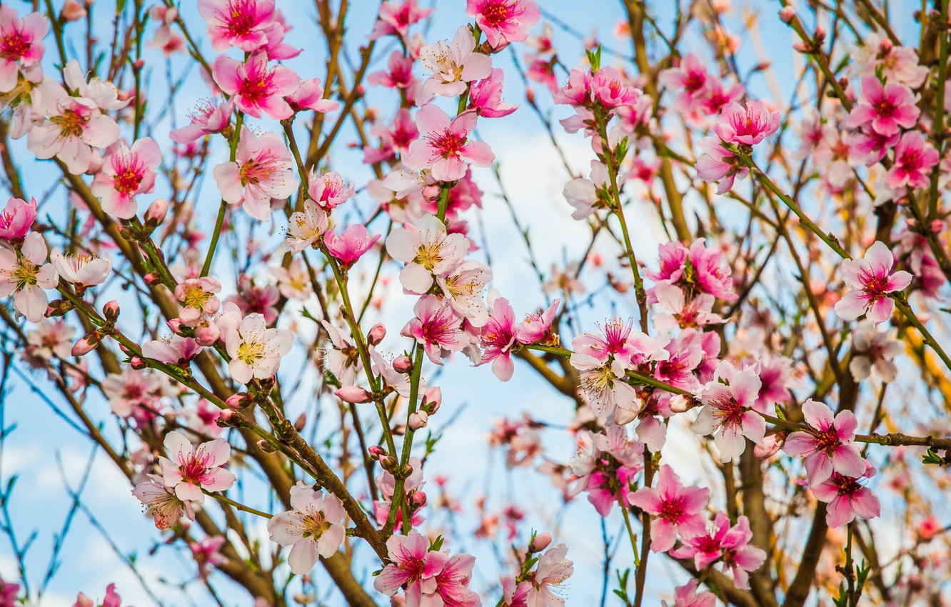 Photo Wallpaper Branches, Spring, Flowering, Flowers, - Tree - HD Wallpaper 
