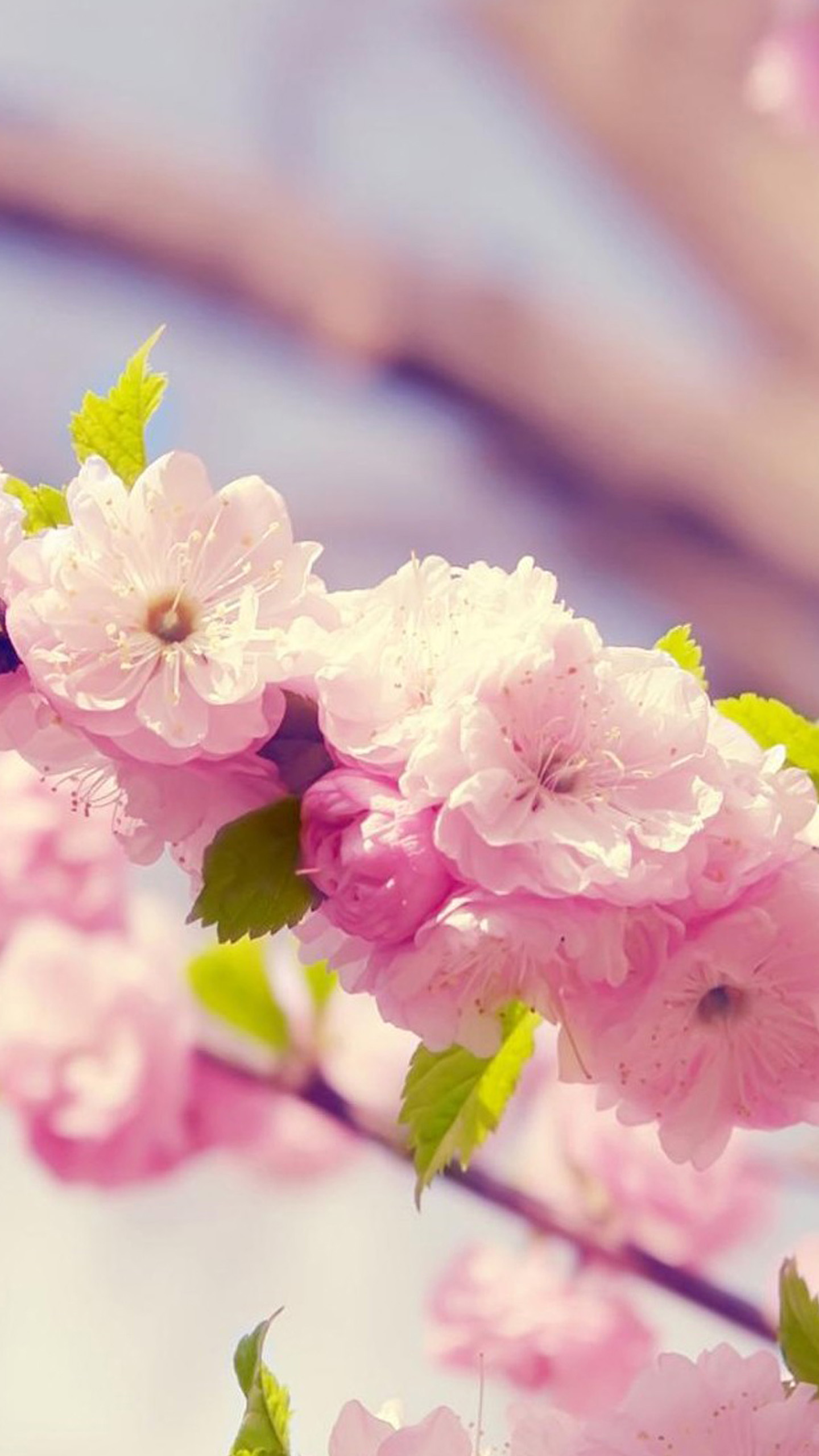 Hình Nền Điện Thoại Hoa Anh Đào - HD Wallpaper 