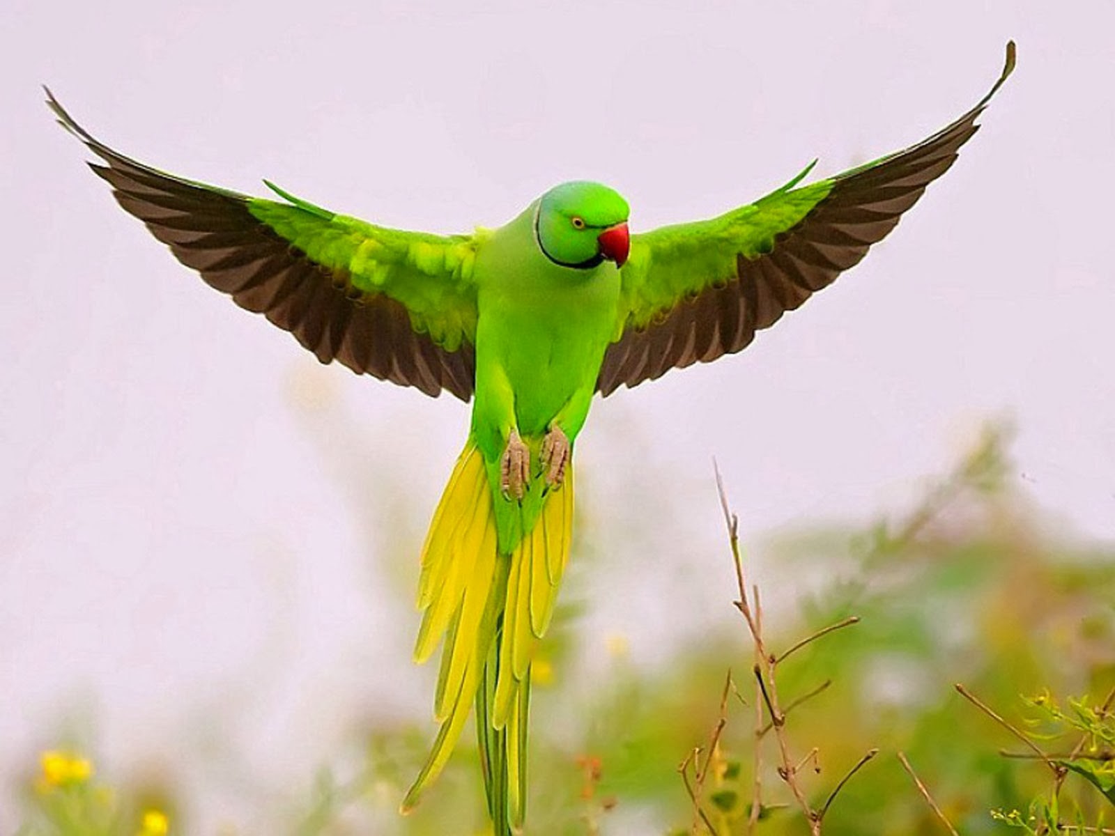Rose Ring Parakeet - HD Wallpaper 