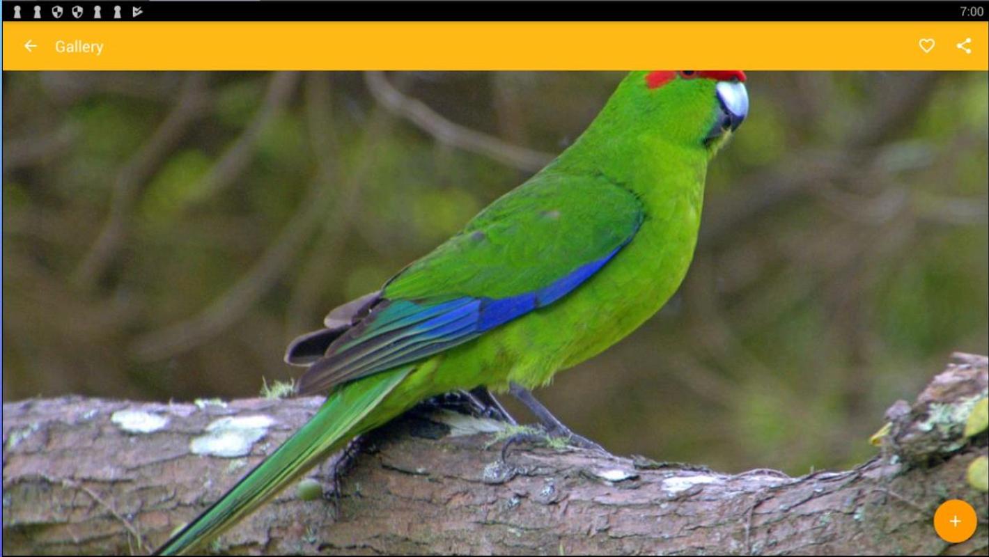 Parakeet Wallpaper - Red Crowned Parakeet - HD Wallpaper 