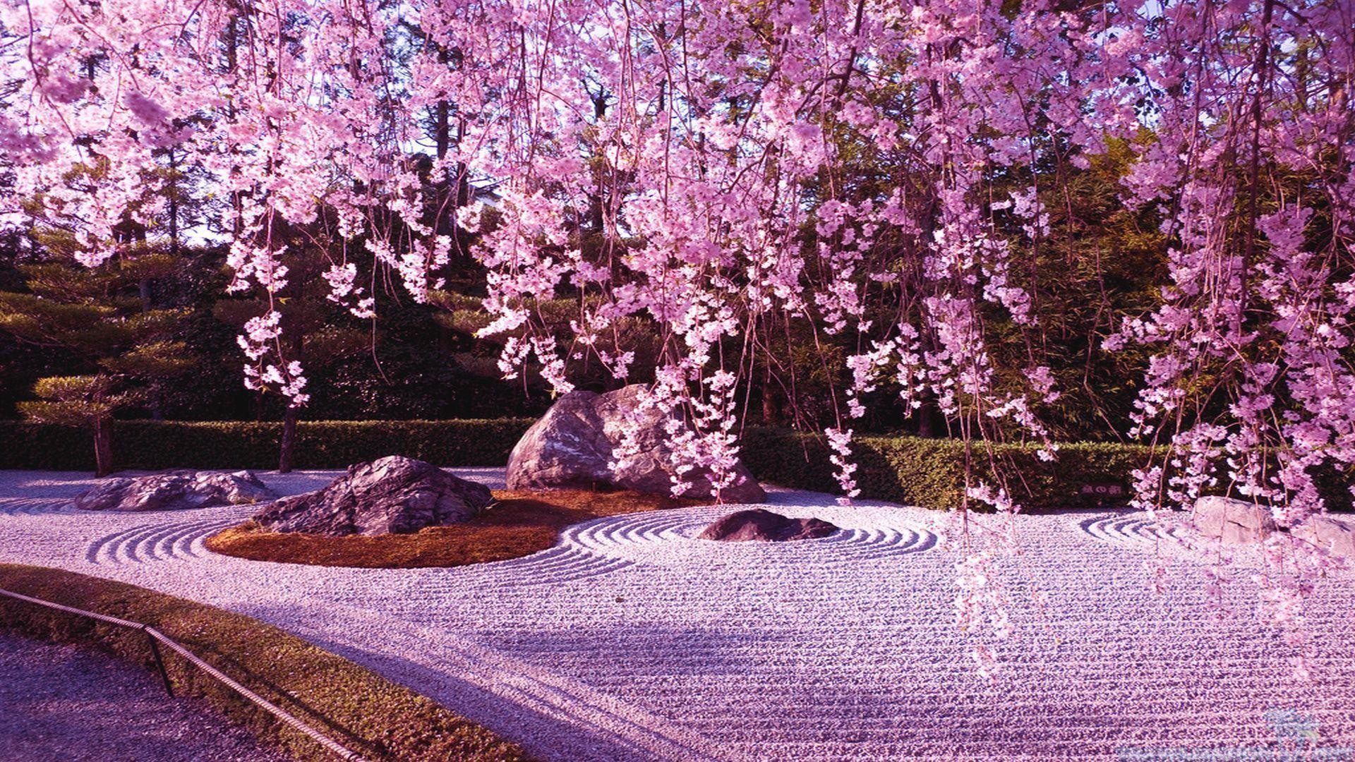 Cherry Blossom Japanese Garden - HD Wallpaper 