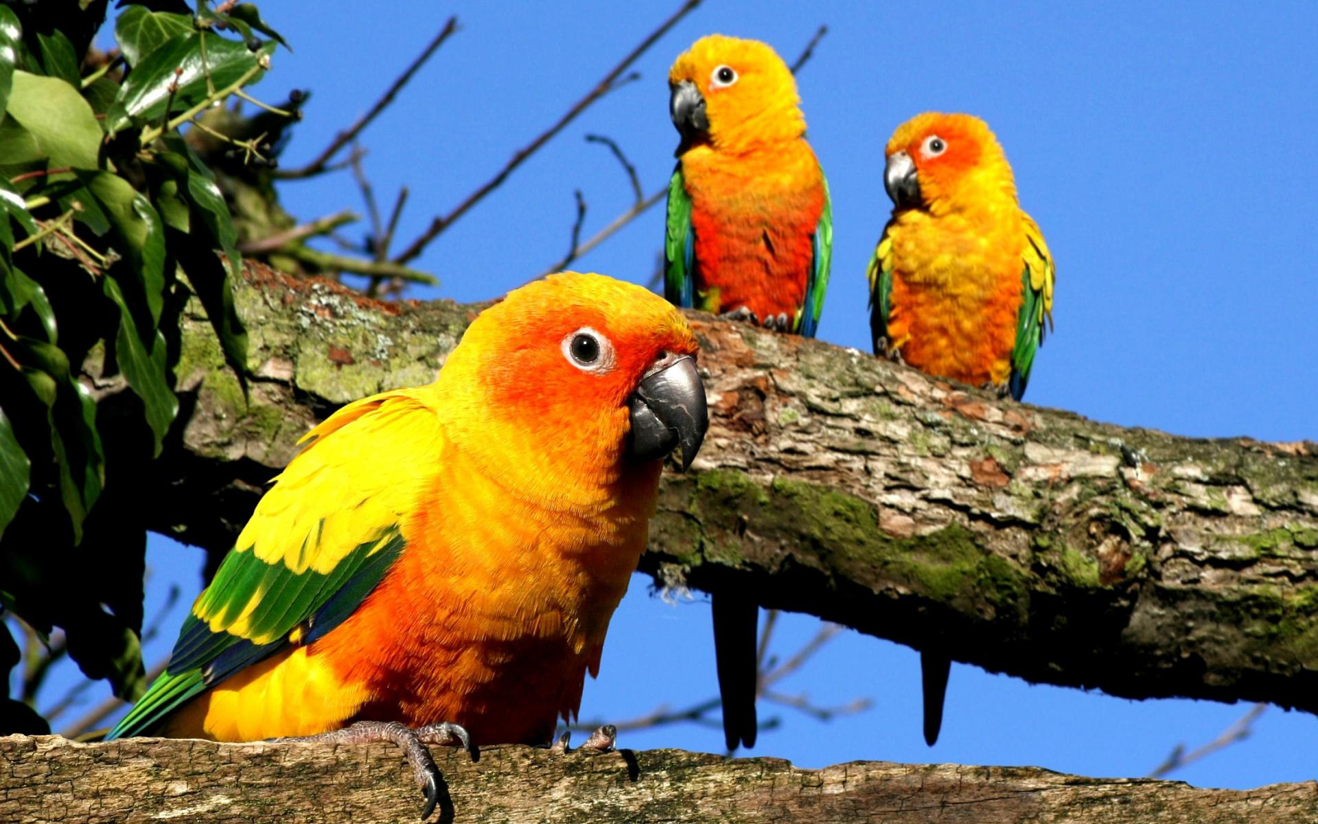 Parrot Desktop Wallpaper Hd - HD Wallpaper 