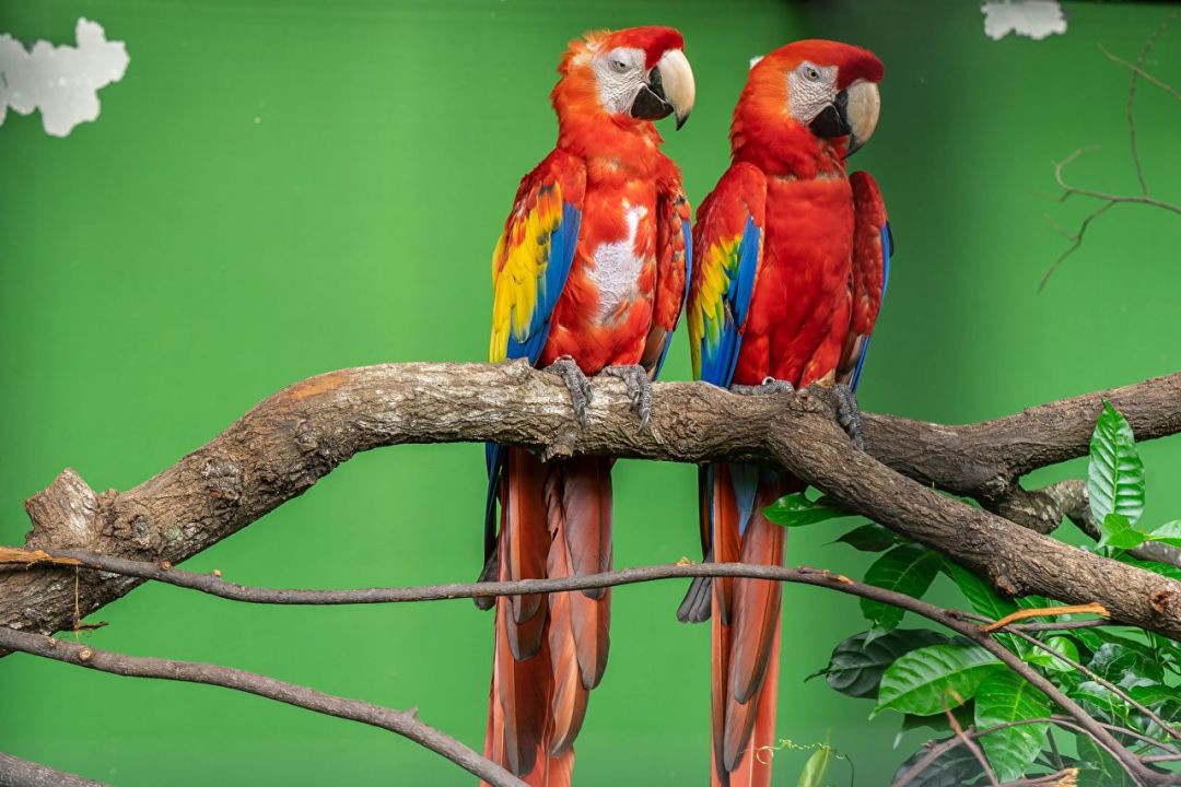 Android, Iphone, Desktop Hd Backgrounds / Wallpapers - Guacamayas En La Rama - HD Wallpaper 
