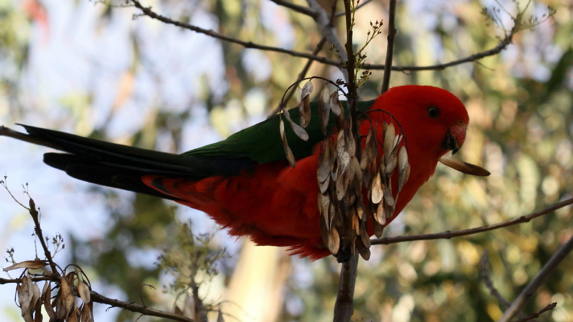 High Resolution Parrot Hd 1080p Wallpaper Id - Bajri Birds Red - HD Wallpaper 