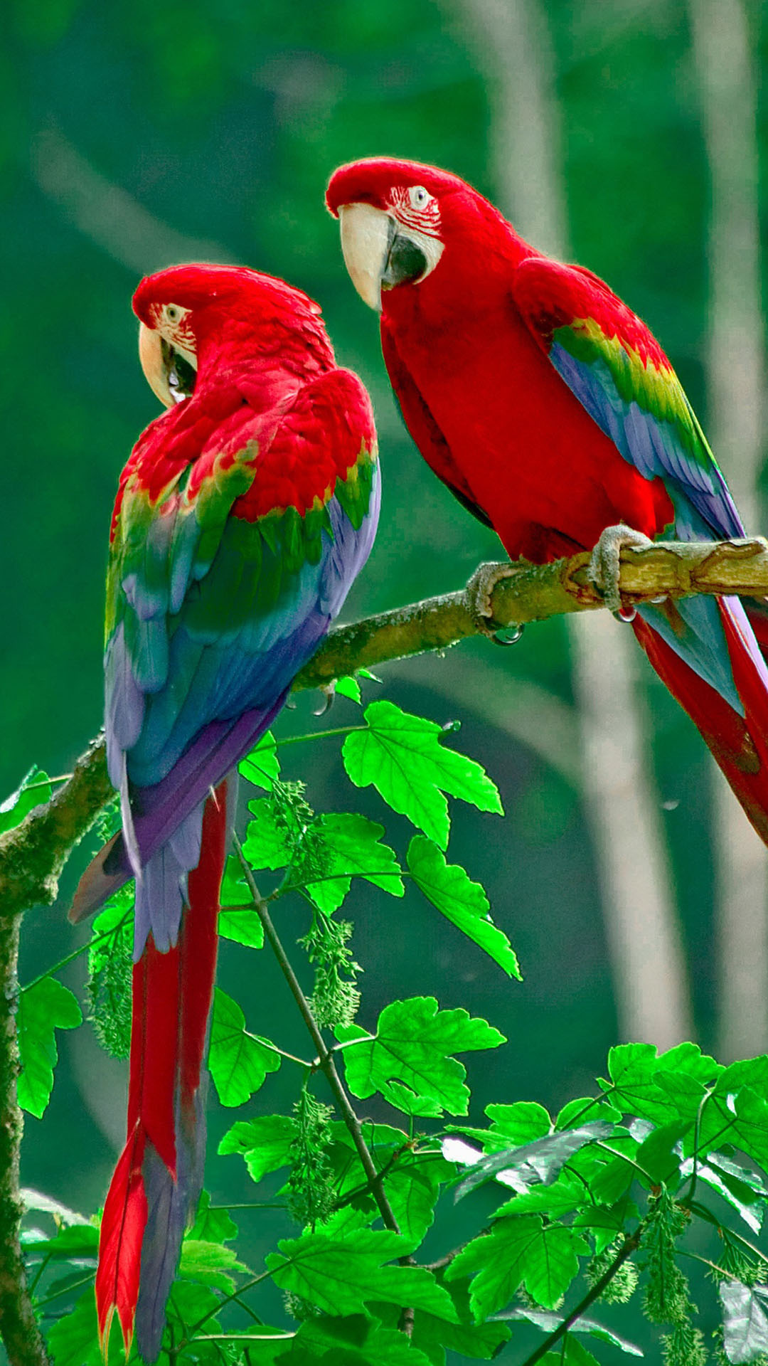 Parrots Paradise Htc One Wallpaper - Nature Birds Wallpaper Hd - HD Wallpaper 