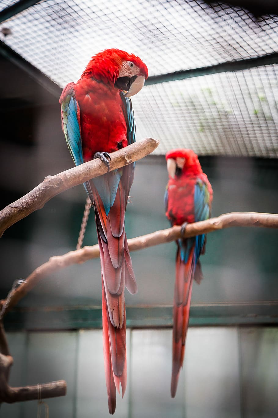 Photography Of Two Red, Blue, And Green Macaw, Two - Parrot - HD Wallpaper 