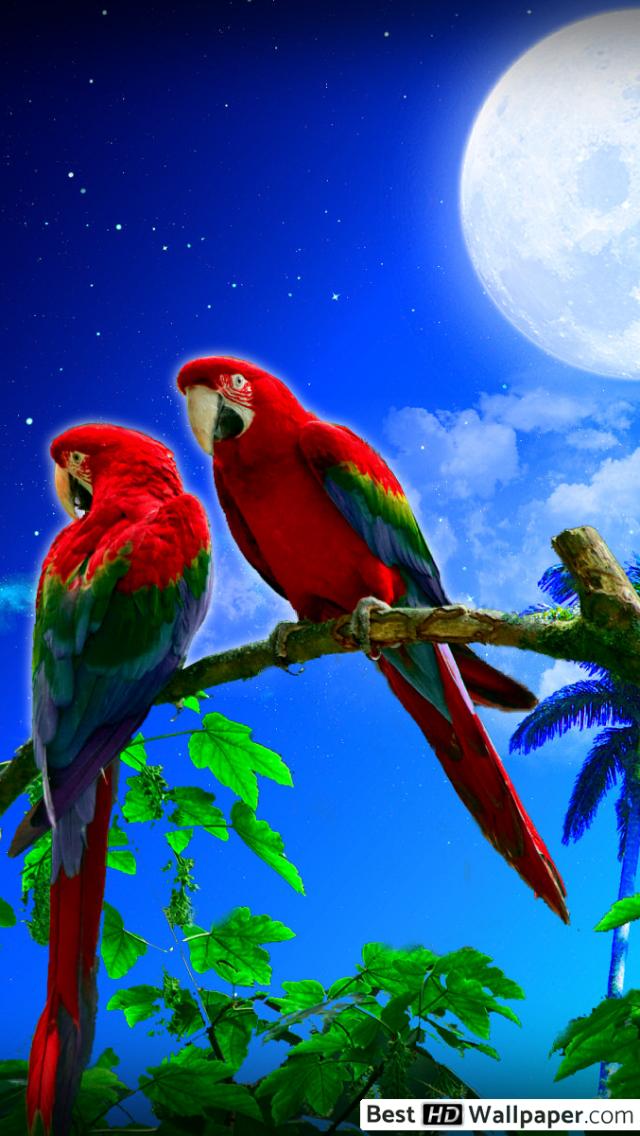 Beautiful Parrot Images Hd - HD Wallpaper 