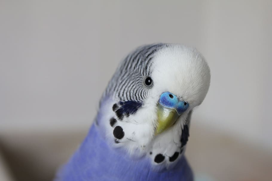 Blue And White Parakeet, Budgie, Pet, Bird, Plumage, - Попугай Волнистый - HD Wallpaper 