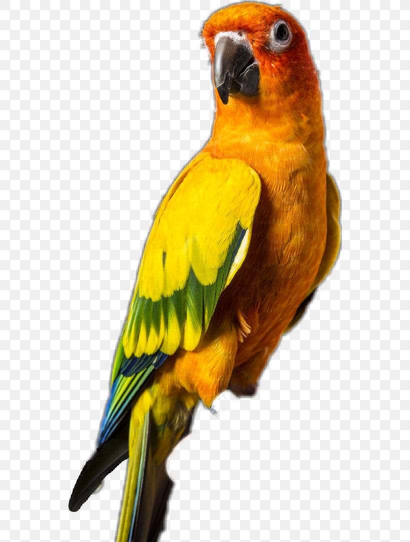 Desktop Wallpaper Mobile Phones Drawing Conure, Png, - Logan Paul Maverick Bird - HD Wallpaper 