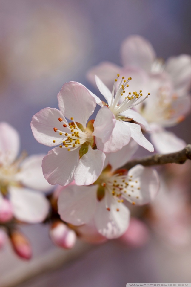 Mobile Phone - HD Wallpaper 