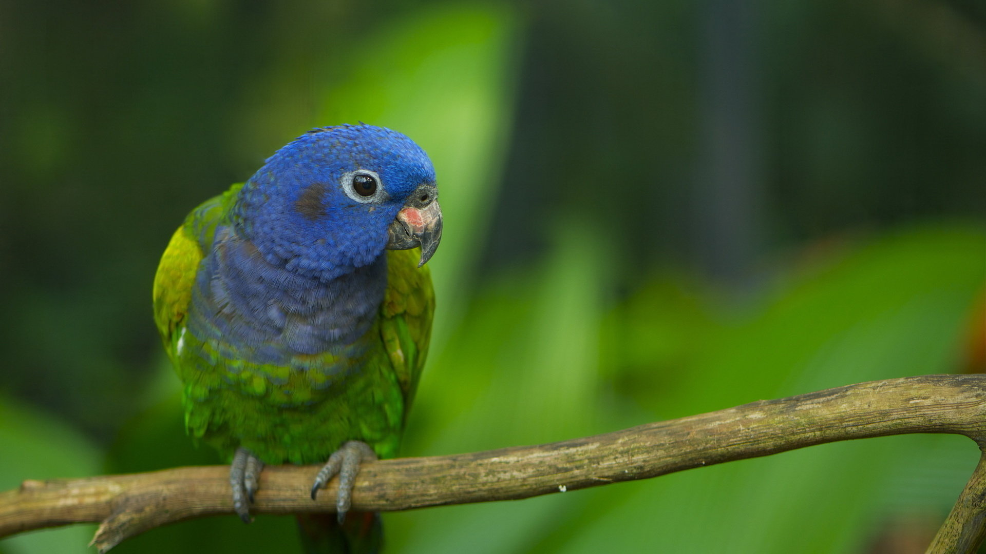 Free Download Parrot Wallpaper Id - Parrot On Tree Branch - HD Wallpaper 
