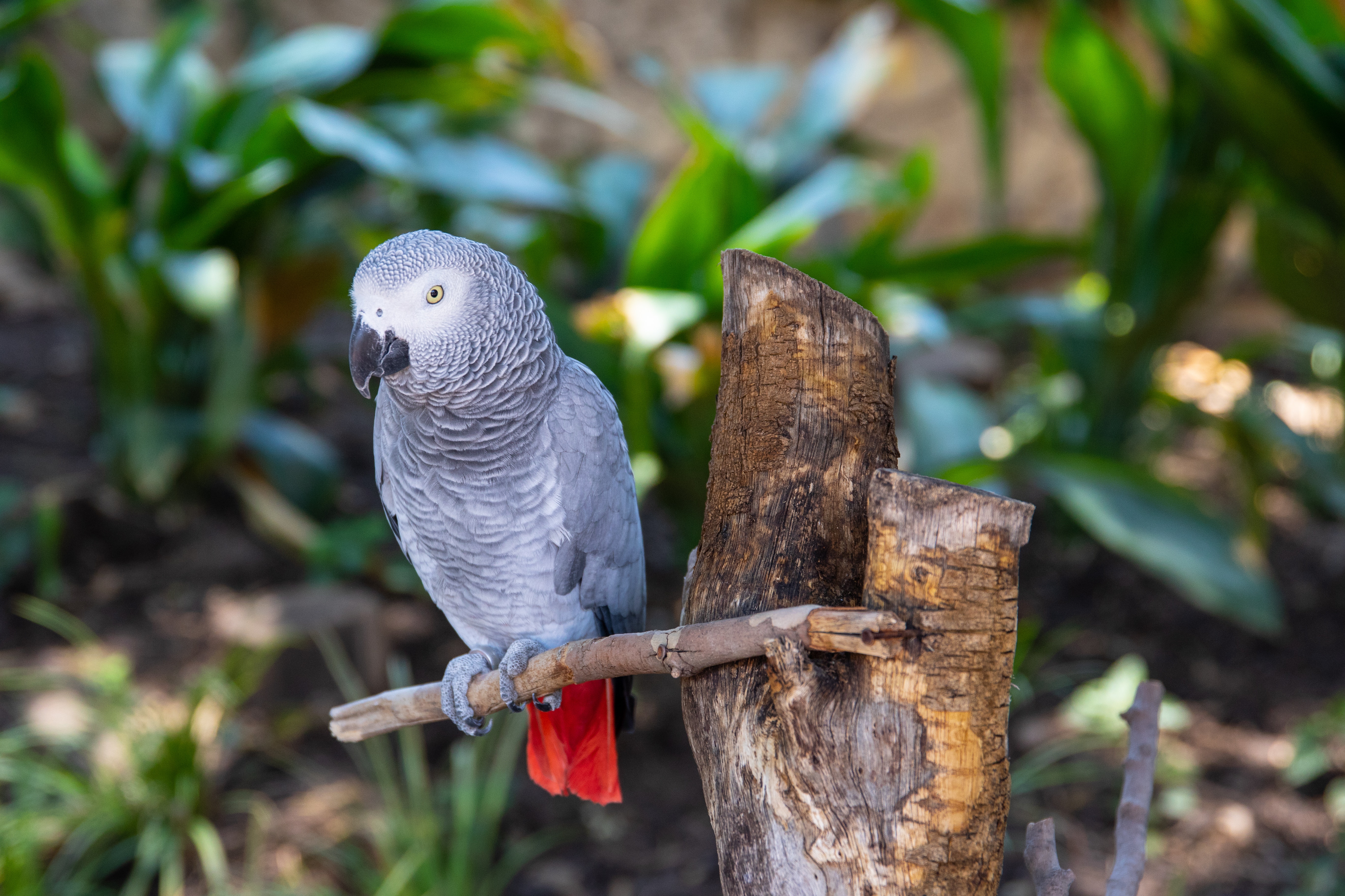 African Grey Parrot - HD Wallpaper 