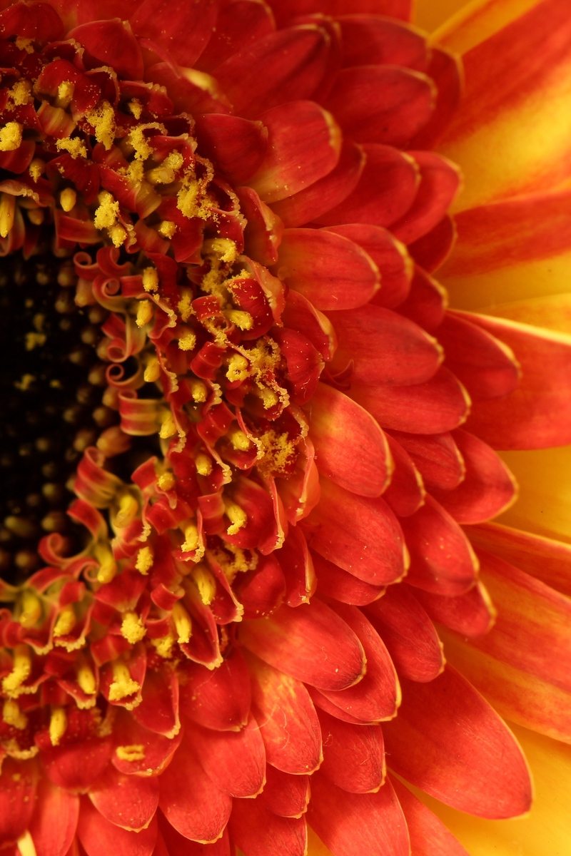 Wallpaper Gerbera, Flower, Petals, Closeup, Peach - Wallpaper - HD Wallpaper 