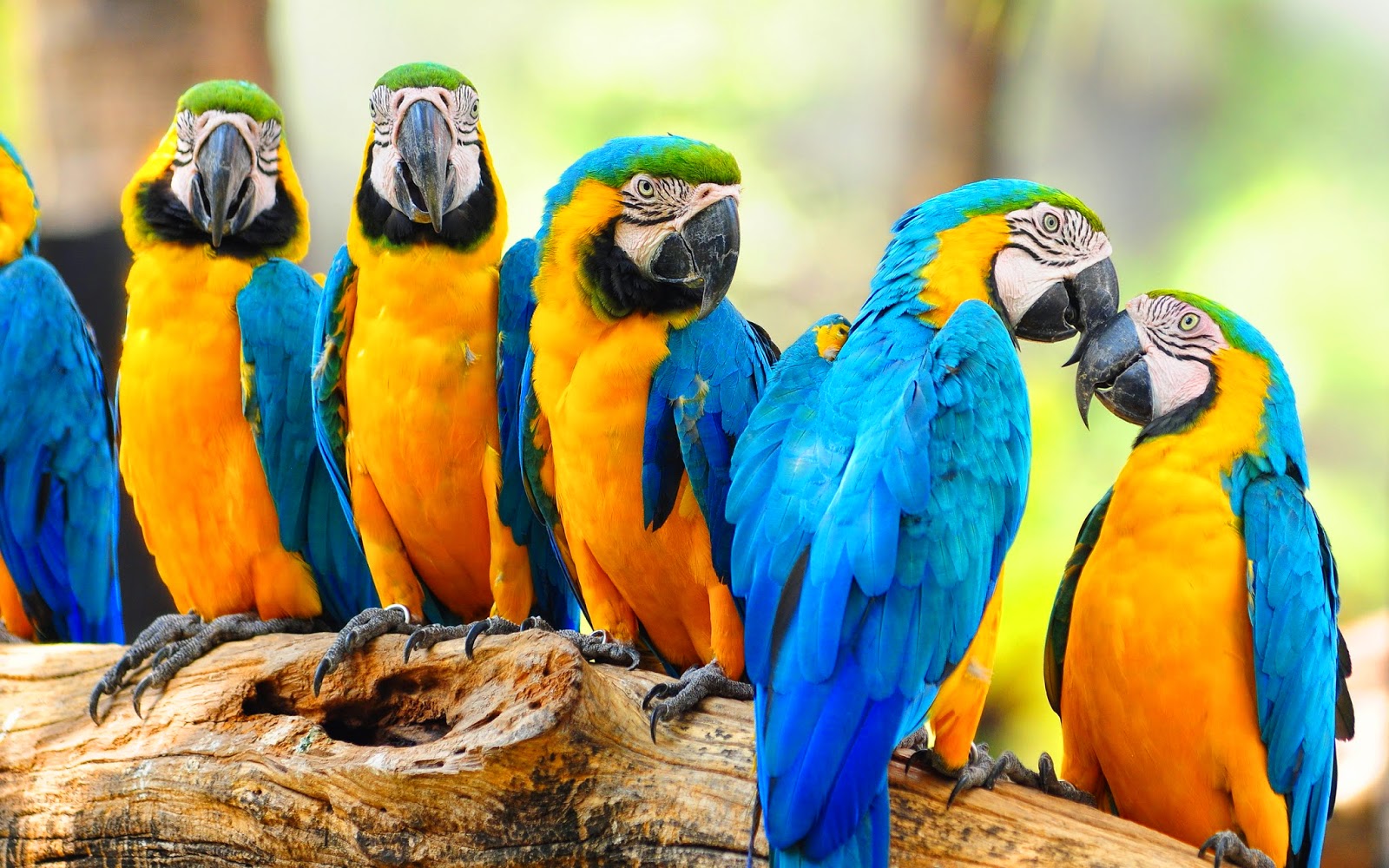 Macaw Parrots Hd Wallpaper - Macaw Parroat - 1600x1000 Wallpaper 