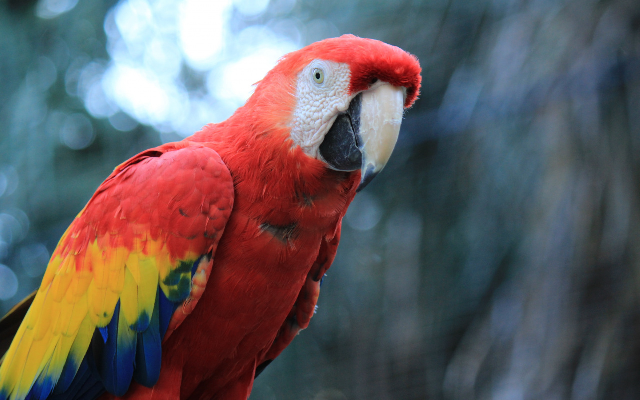 Parrot, Red Macaw, Bird, Wallpaper - Samsung Galaxy 4k Bird - HD Wallpaper 