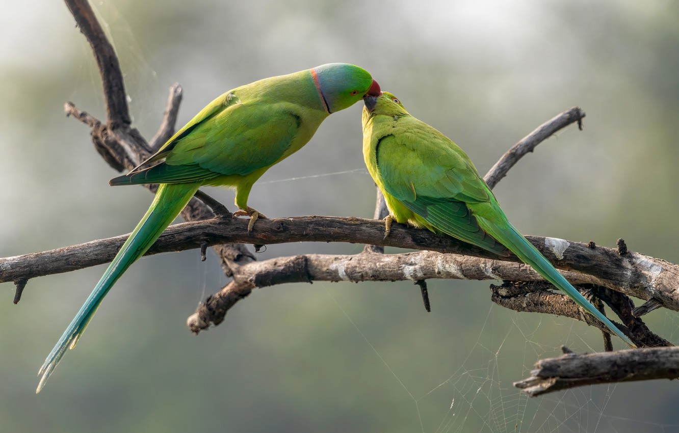 Photo Wallpaper Birds, Branches, Background, Kiss, - Budgie - HD Wallpaper 