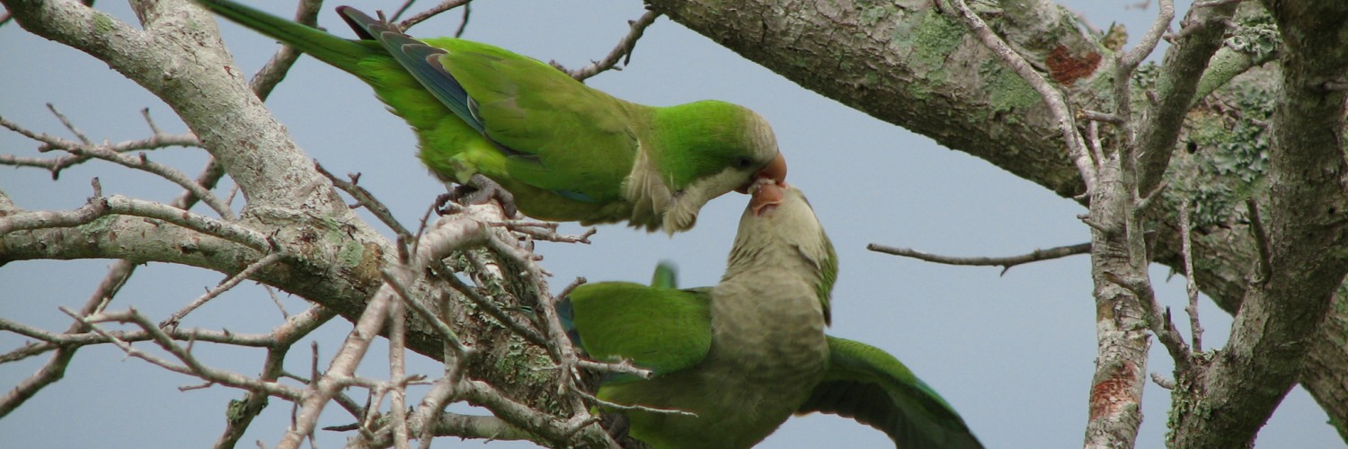 Monk Parakeet - HD Wallpaper 