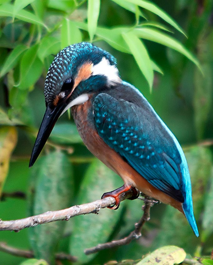 Neelkanth Bird Wallpaper Kingfisher 680x844 Wallpaper teahub.io