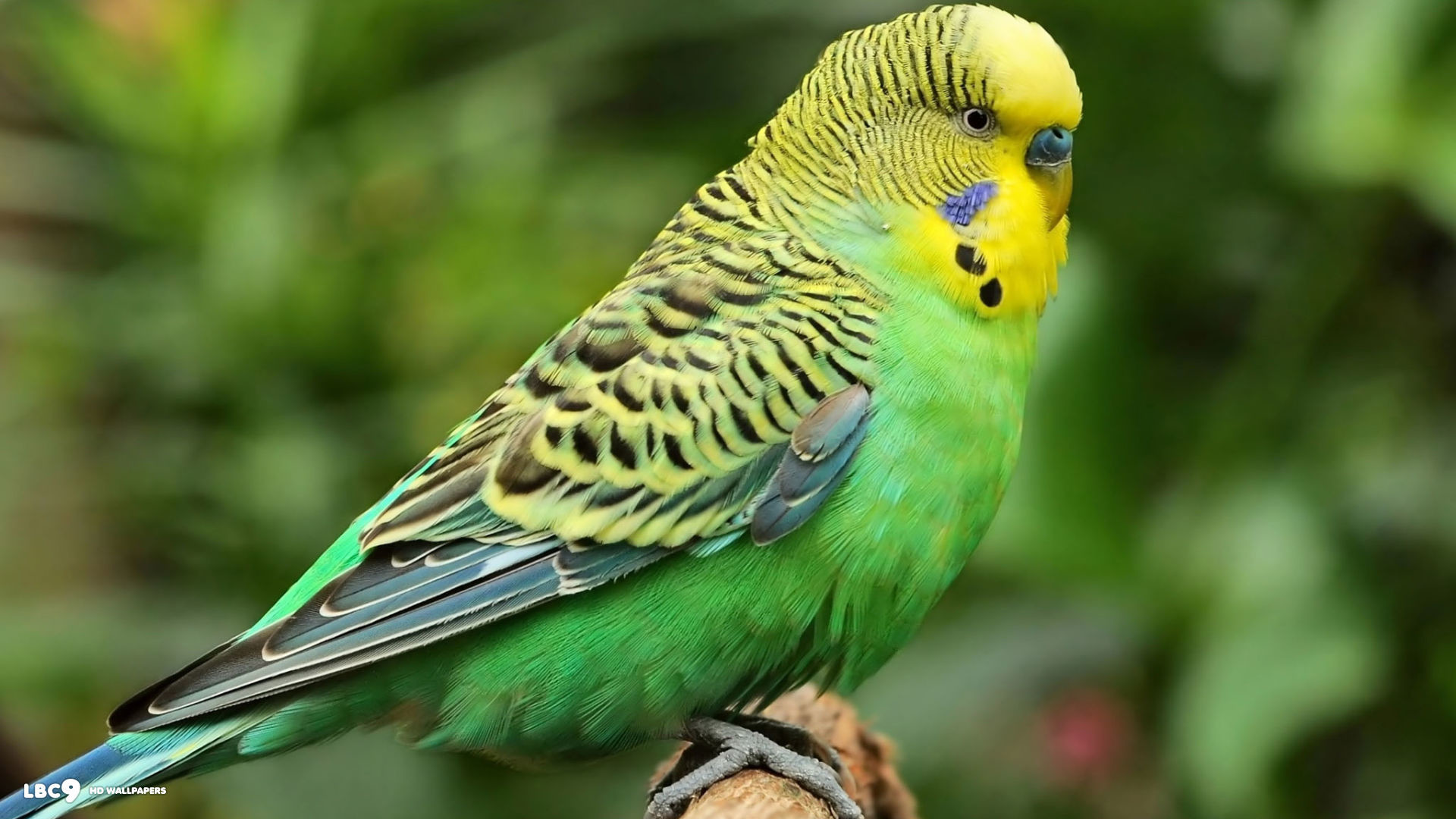 Melopsittacus Undulatus 
 Data Src Download Parakeet - Green Budgie - HD Wallpaper 