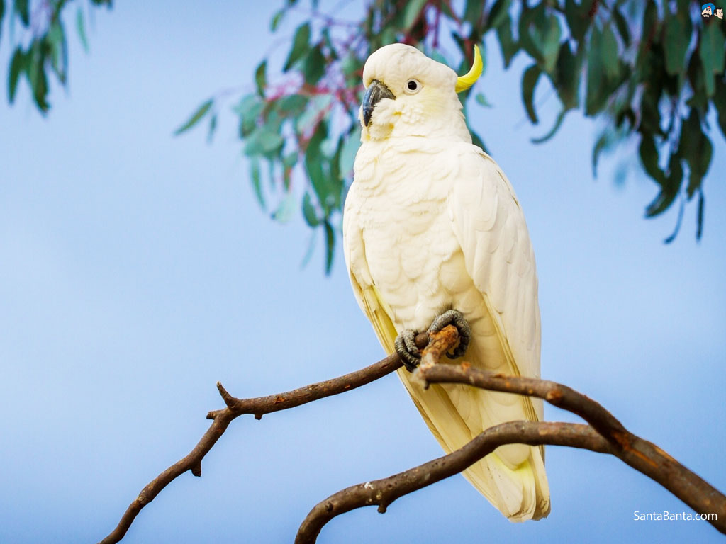 Birds Wallpaper - Cockatoos Hd - HD Wallpaper 