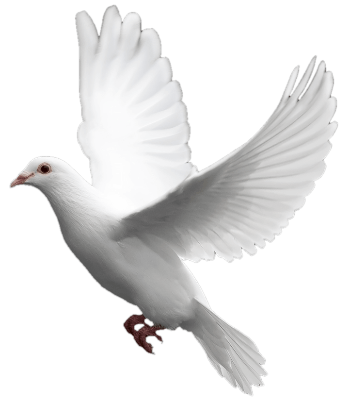 White Dove Transparent Background - HD Wallpaper 