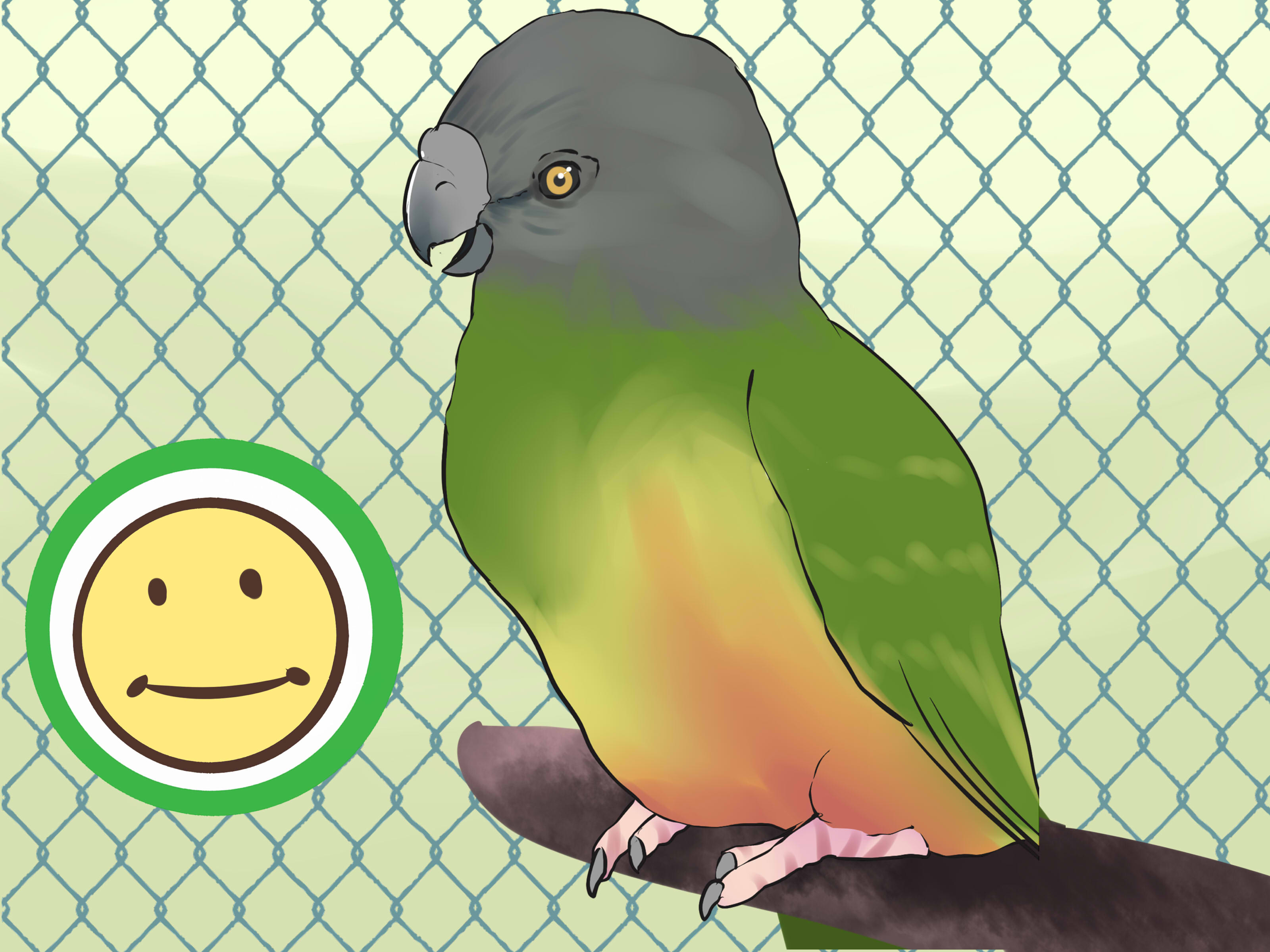 Image Titled Care For A Senegal Parrot Step - Senegal Parrot - HD Wallpaper 